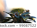 White-eye came to suck nectar from loquat flowers 99087522