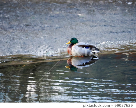景觀與鴨 景觀與鴨 99087629