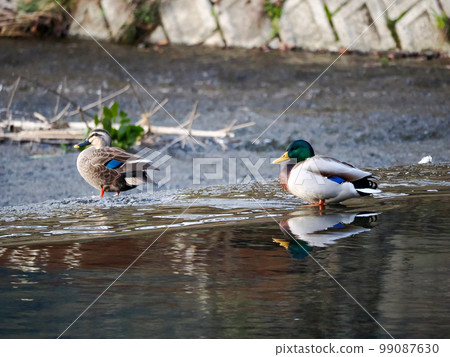 景觀與鴨 景觀與鴨 99087630