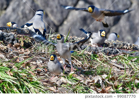 A migratory bird with a conspicuous yellow beak. 99087770