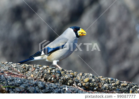 A migratory bird with a conspicuous yellow beak. 99087777