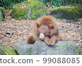 A bear sleeping on a rock in the forest 99088085