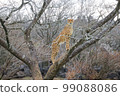 Wild animal cheetah hunting in the wilderness and climbing a tree 99088086