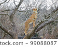 Wild animal cheetah hunting in the wilderness and climbing a tree 99088087