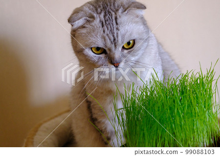Cat grass, pet grass. Natural hairball treatment, white, scottish tabby cat eating fresh grass, green oats, emotional, copy space, pet health concept 99088103