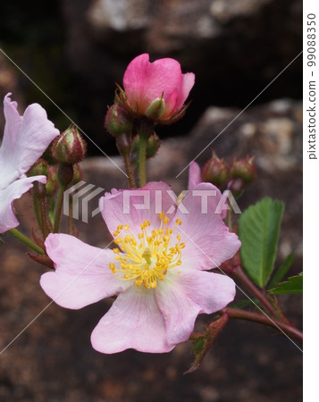Rose rose Scientific name: Rosa multiflora Rose rose Scientific name: Rosa multiflora 99088350