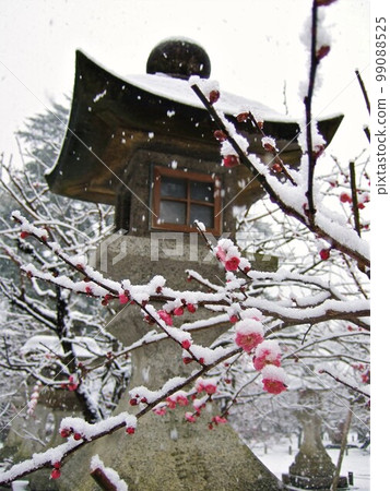Red plums and snow at Kitano Tenmangu Shrine, Kyoto 99088525