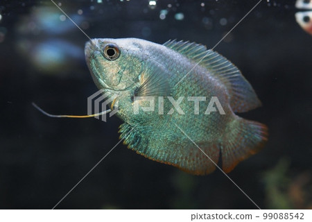 鈷藍侏儒吻口魚男 鈷藍侏儒吻口魚男 99088542