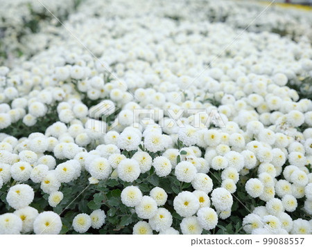 杭菊 杭菊 99088557