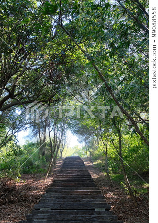 Forest trail Forest trail 99088558