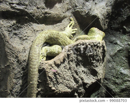 Omaquish lizard Omaquish lizard 99088703