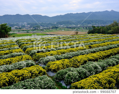 杭菊 杭菊 99088707