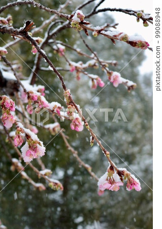 隱藏的櫻花河津櫻 99088948