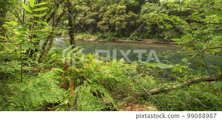 Fragas do Eume Natural Park, Pontedeume, Spain 99088987