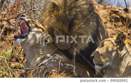 Lion, Wildlife Reserve, South Africa Lion, Wildlife Reserve, South Africa 99088991