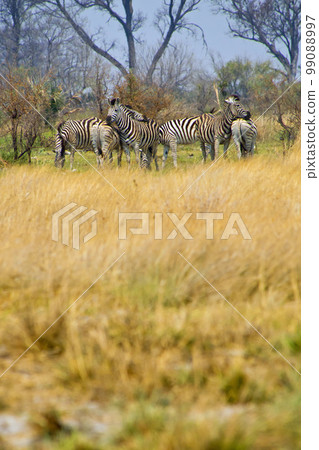 Zebras, Okavango Delta, Botswana 99088997