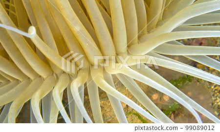 Tube-dwelling Anemone, Cabo Cope Puntas del Calnegre Regional Park, Spain Tube-dwelling Anemone, Cabo Cope Puntas del Calnegre Regional Park, Spain 99089012