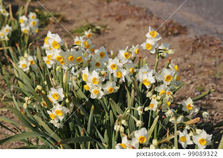 Early blooming daffodil flowers blooming in a park in early spring in Japan 99089322