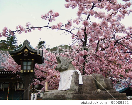 Cherry blossoms blooming at Horinji temple in Kyoto 99089331