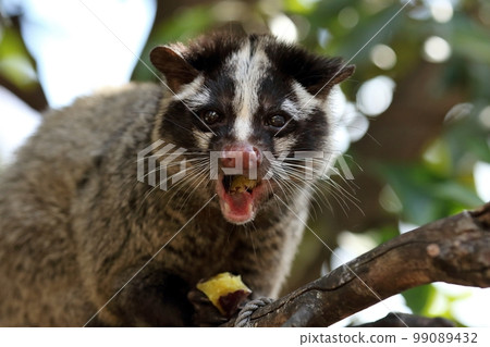 Palm civet eating food Palm civet eating food 99089432