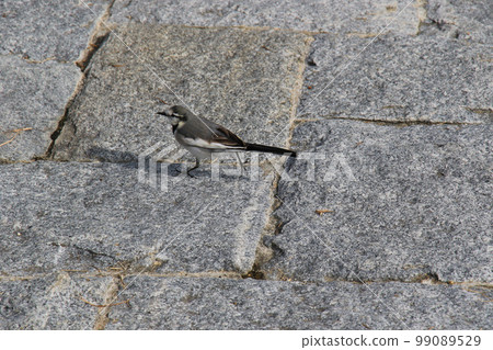 京都鴨川河床覓食的白鶺鴒 99089529