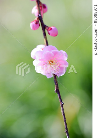 Pink plum blossoms (weeping plum, Nagoya City Agricultural Center, Nagoya City, Aichi Prefecture) Pink plum blossoms (weeping plum, Nagoya City Agricultural Center, Nagoya City, Aichi Prefecture) 99089971