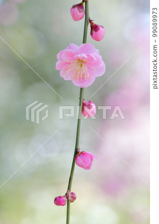 粉紅梅花(愛知縣名古屋市名古屋市農業中心垂枝梅) 粉紅梅花(愛知縣名古屋市名古屋市農業中心垂枝梅) 99089973