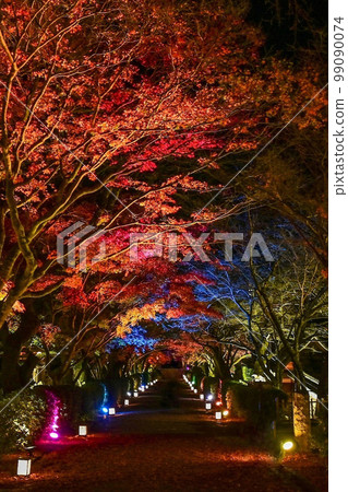 [滋賀/坂本]穿過西教寺入口的楓樹隧道，五顏六色的光彩照得非常好 99090074