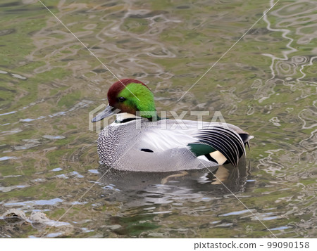 羅紋鴨 99090158