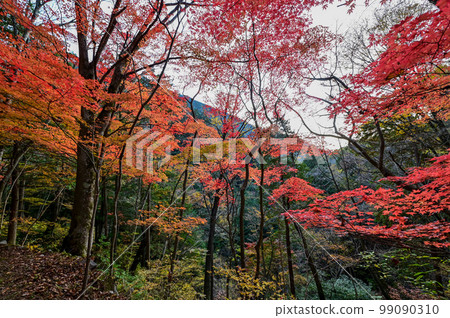 【岐阜】 透明度高的付地川和付地峽閃耀著翠綠色，美得讓人心曠神怡，岩魚也很好吃。 99090310