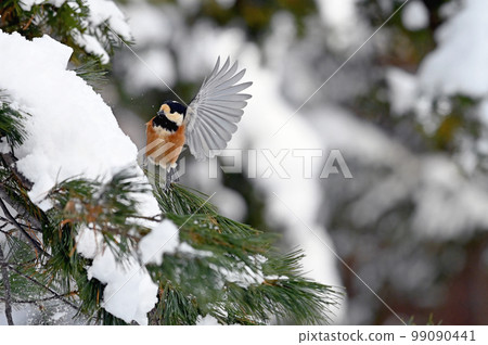 多變 多變 99090441