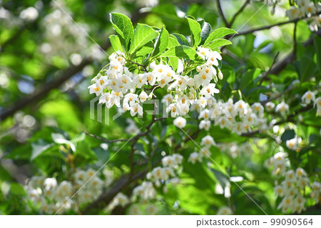 安息香花 安息香花 99090564