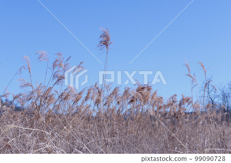 藍天和枯萎的蒲葦 99090728