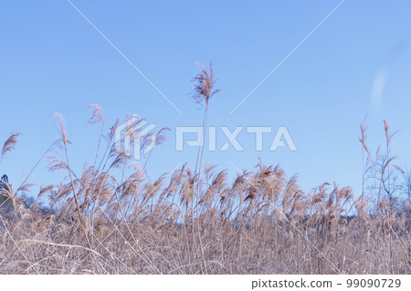 藍天和枯萎的蒲葦 99090729