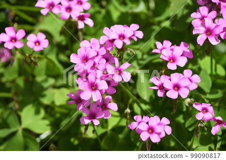 Imokatami (potato) Imokatami (potato) 99090817