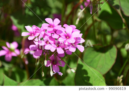 Imokatami (potato) Imokatami (potato) 99090819