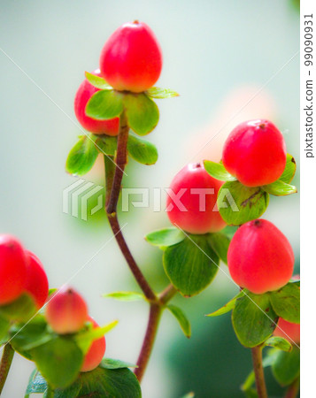 Photo: Cute fruits of Hypericum, often used in bouquets 99090931