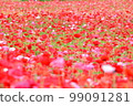 Poppy field in full bloom 99091281
