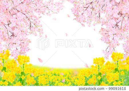 White background frame of spring cherry blossoms with beautiful and gorgeous petals scattered on the riverbed where rape blossoms bloom 99091618