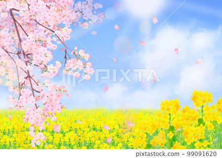 Rape blossoms _ Spring cherry blossom frame background material with beautiful and gorgeous petals dancing in the sky 99091620
