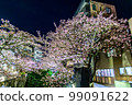Lighting up of Atami's local cherry blossoms "Atamizakura" (early blooming cherry blossoms that bloom earlier than Kawazuzakura) 99091622