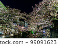 Lighting up of Atami's local cherry blossoms "Atamizakura" (early blooming cherry blossoms that bloom earlier than Kawazuzakura) 99091623
