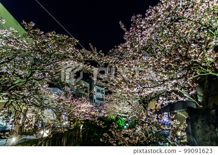 Lighting up of Atami's local cherry blossoms "Atamizakura" (early blooming cherry blossoms that bloom earlier than Kawazuzakura) 99091623