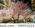 Lighting up of Atami's local cherry blossoms "Atamizakura" (early blooming cherry blossoms that bloom earlier than Kawazuzakura) 99091624