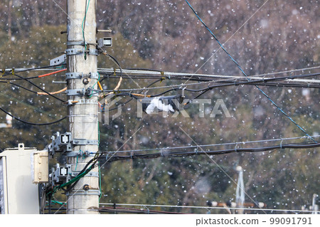 雪天的電線桿和電線 雪天的電線桿和電線 99091791