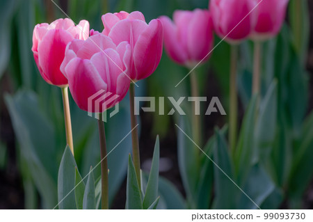 Tulip Tulip 99093730