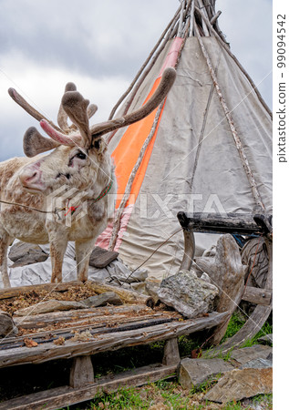 Reindeer in the North of Norway - Nordkapp Reindeer in the North of Norway - Nordkapp 99094542
