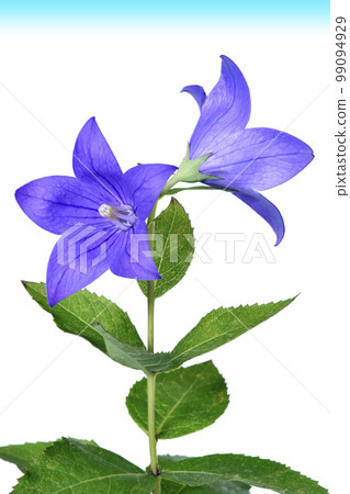 戰爭與和平的形像我能聽到戰爭的腳步聲 99094929