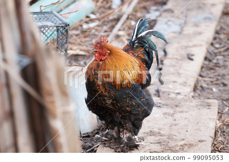 domestic rooster on farm, close-up, rooster portrait, bird, crest and sharp beak 99095053