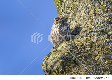 Little owl (Athene noctua) with a blue sky background Little owl (Athene noctua) with a blue sky background 99095258